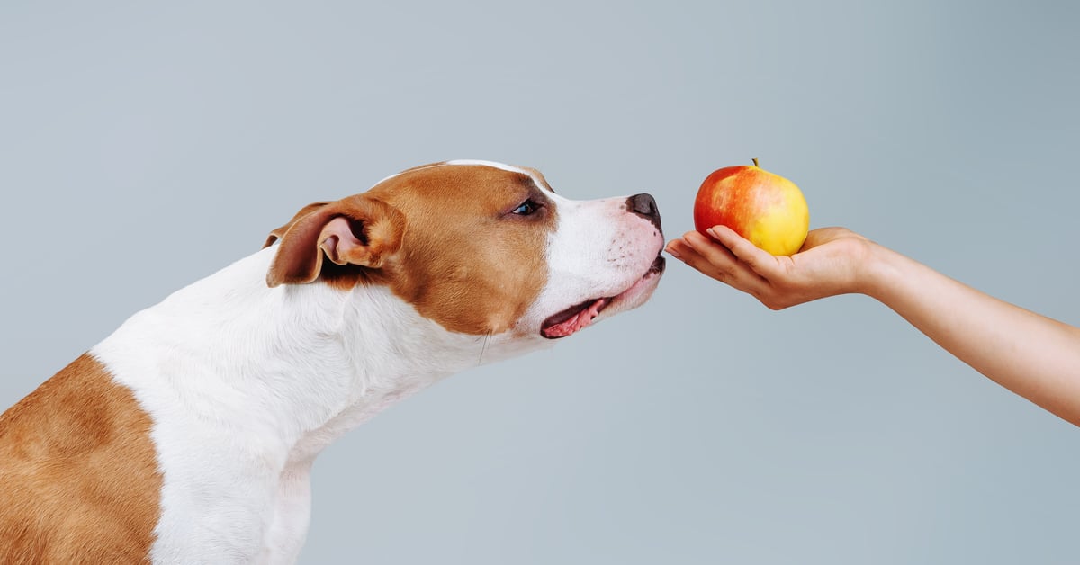 Can Dogs Eat Applesauce_