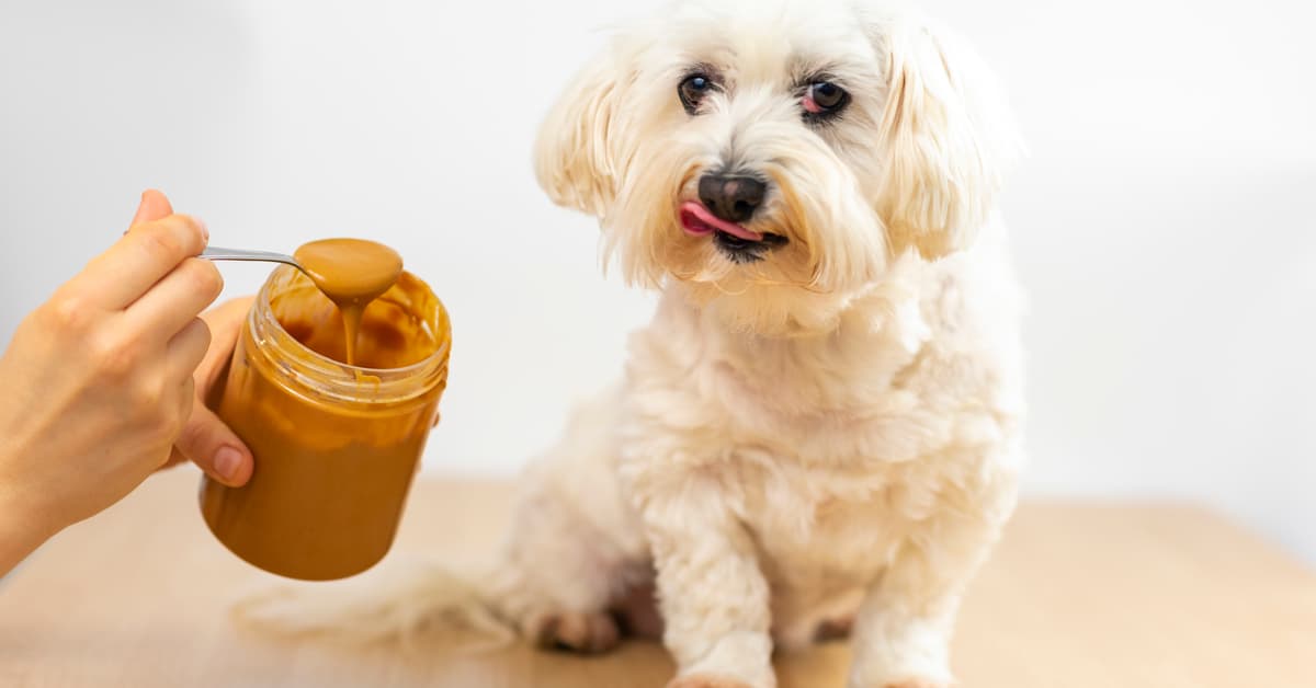 Can Dogs Eat Butter?