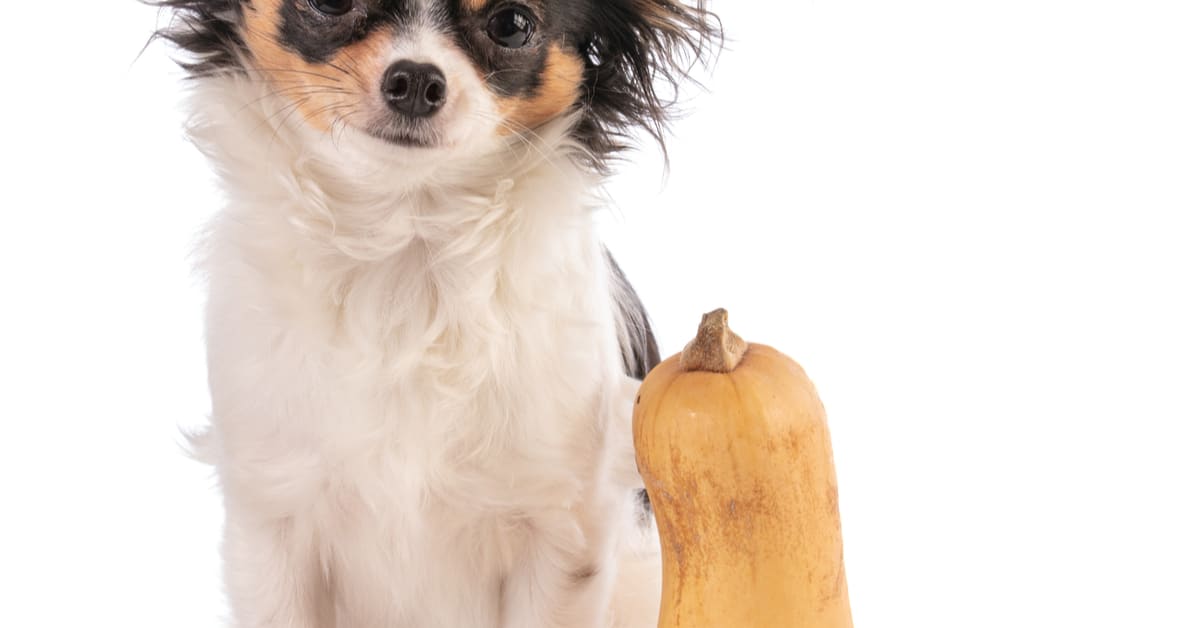 Can Dogs Eat Butternut Squash?