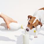 Can Dogs Eat Coconut Milk?