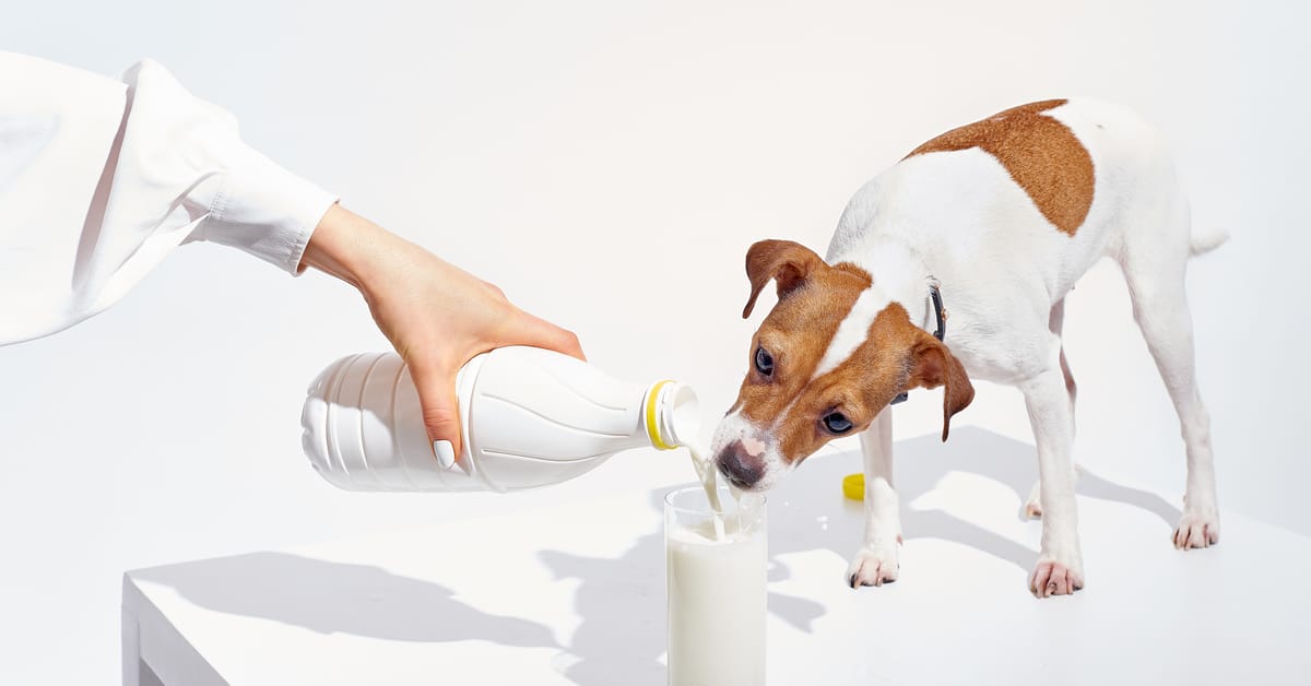 Can Dogs Eat Coconut Milk?