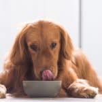 Can Dogs Eat Curry?