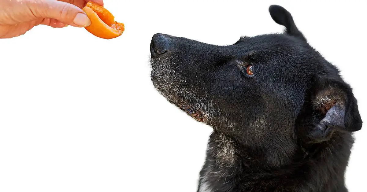 Can Dogs Eat Dried Apricots