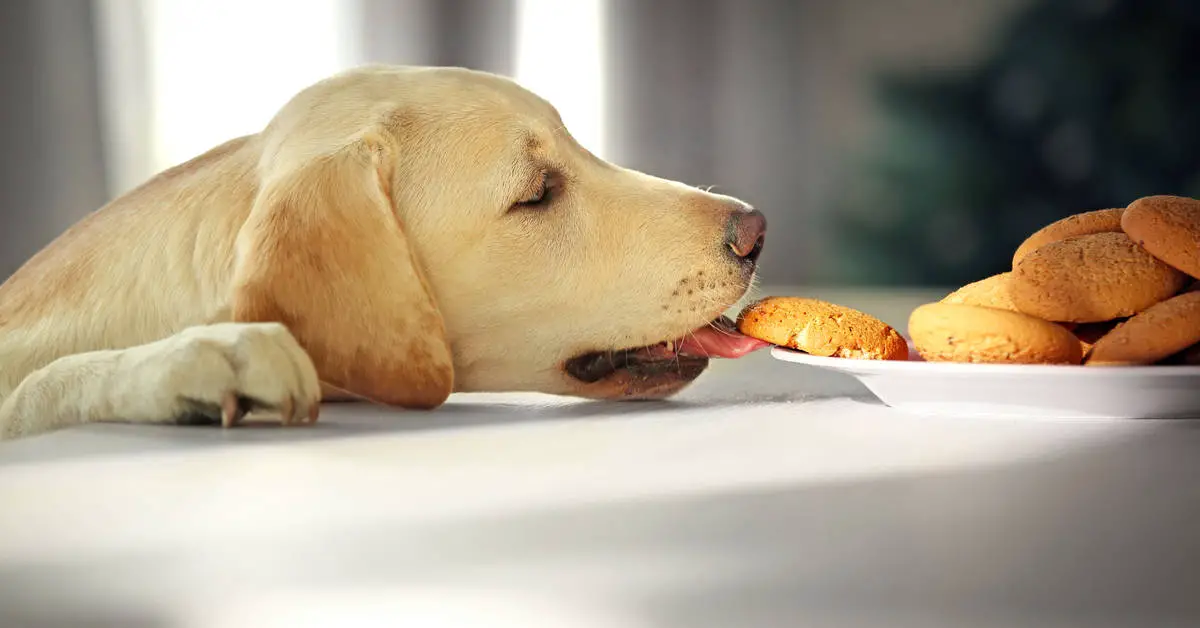 Can Dogs Eat Ginger Snaps?