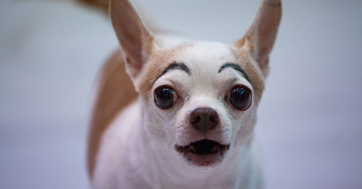 Do Dogs Have Eyebrows?