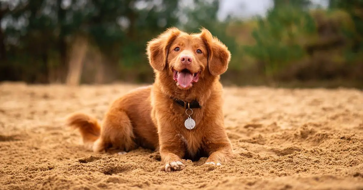 Do Dogs Know Their Name