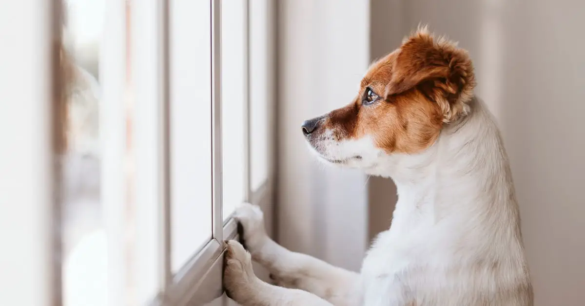 Do Dogs Remember You?