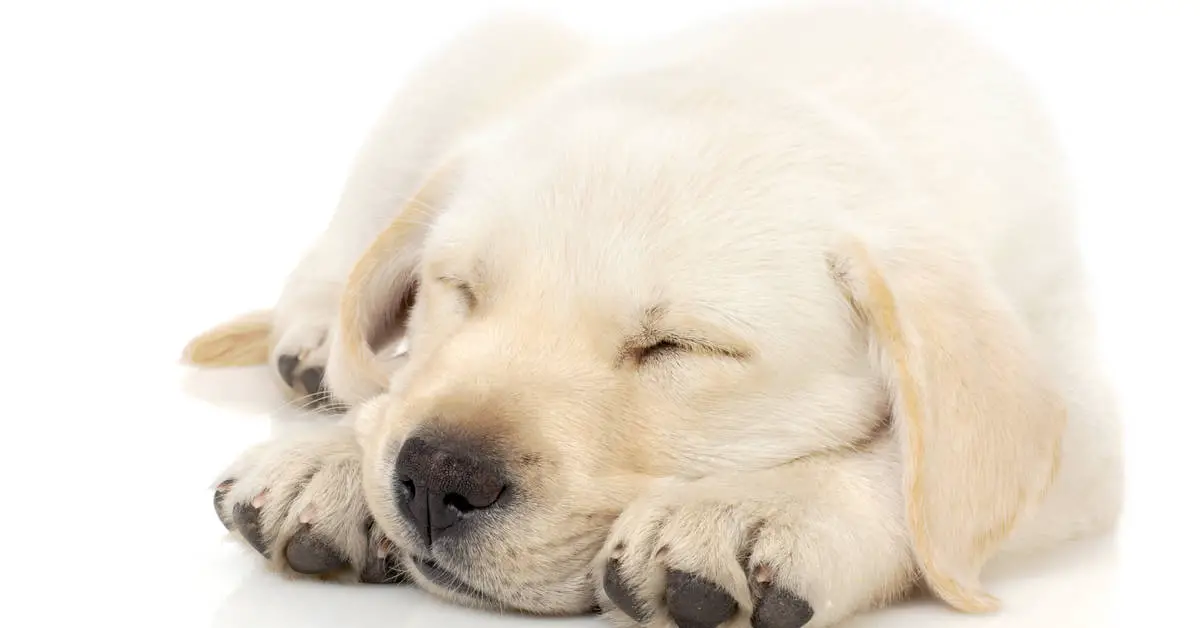 Do Dogs Snore?