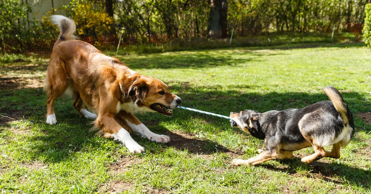 Do dogs like tug of war