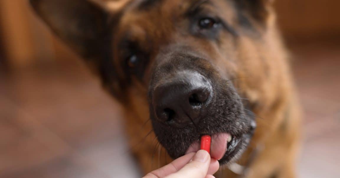 How To Get A Dog To Take A Pill When He Won't Eat Dog Blog