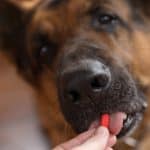 How To Get A Dog To Take a Pill When He Won’t Eat