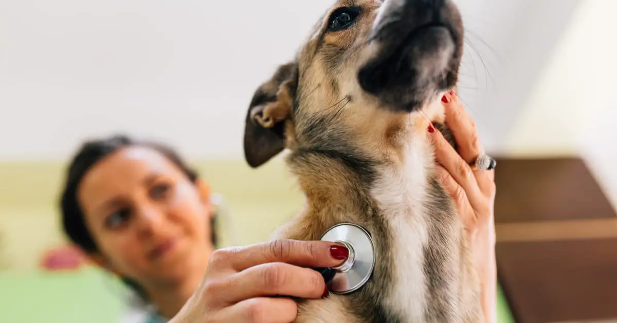 How to Check a Dog's Pulse