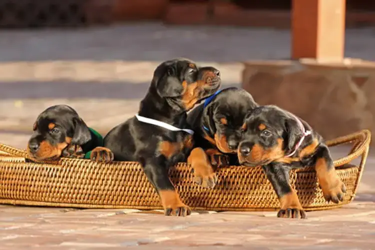 The Right Feeding Schedule for Your Growing Doberman Puppy