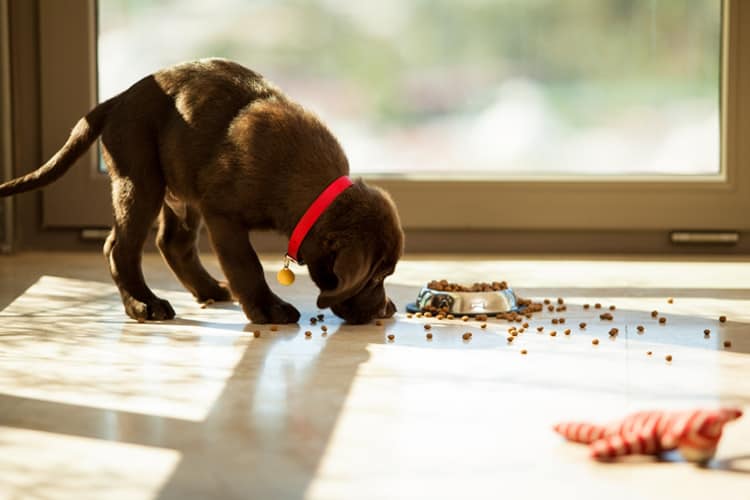 The Right Feeding Schedule for Your Growing Rottweiler Puppy