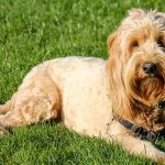 Top 5 Choices Best Food for Goldendoodle Puppy