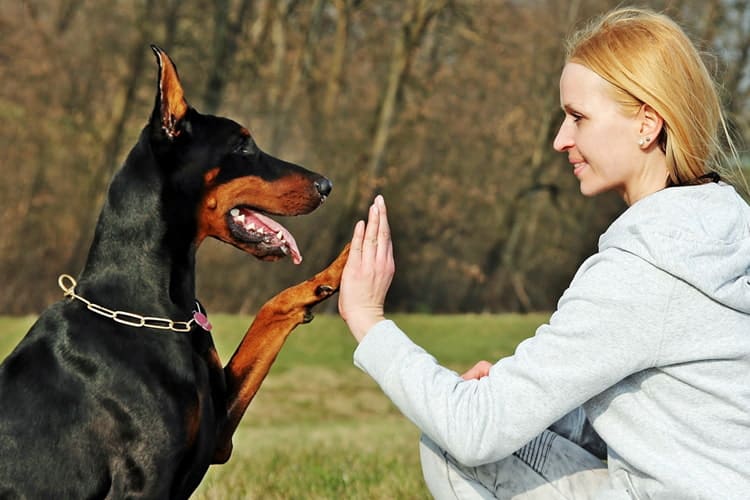 Understanding Your Doberman Puppy’s Nutritional Needs