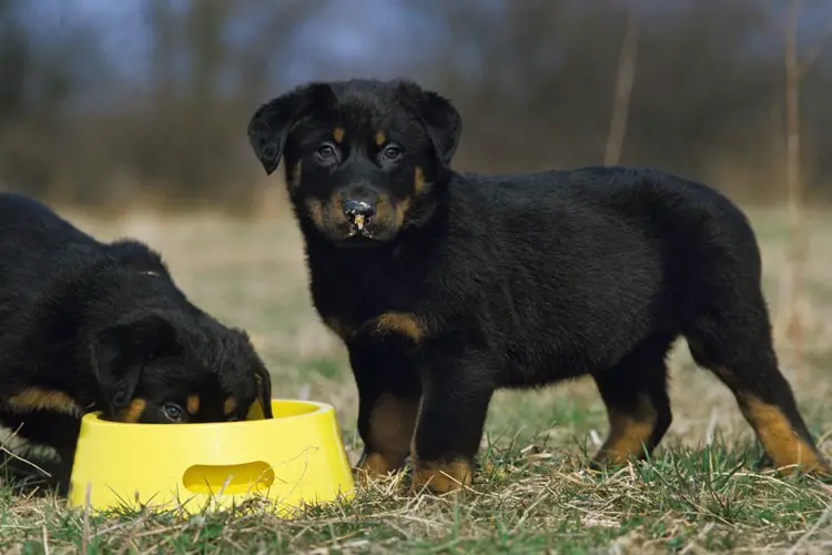 Understanding Your Rottweiler Puppy’s Nutritional Needs