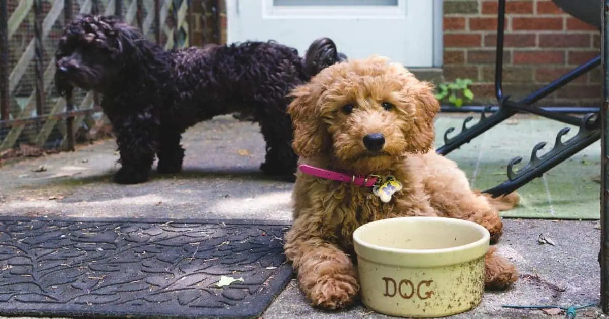 What To Look for in a Good Food For Your Goldendoodle