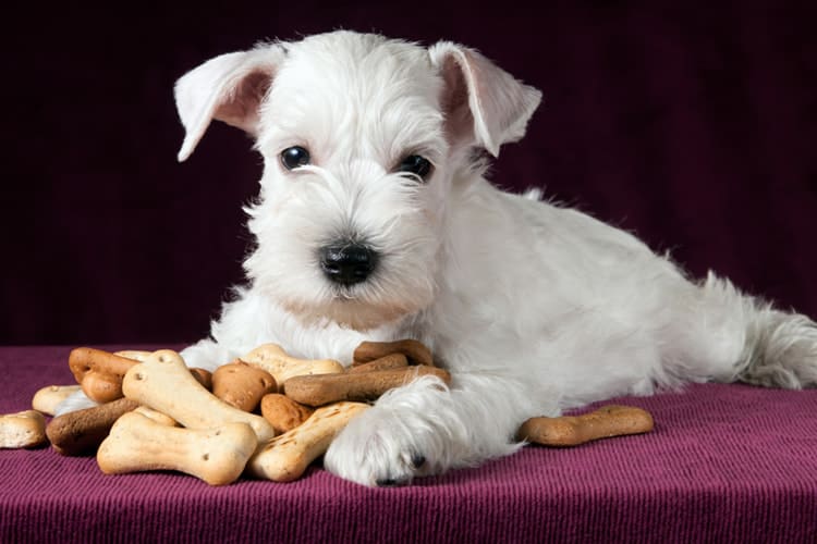 What to do if Your Puppy is Refusing to Eat