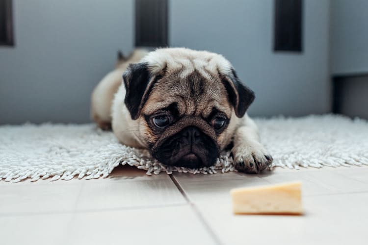 Why Your Puppy May Not Want to Eat