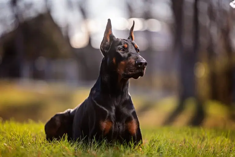 Are Dobermans Good With Kids?