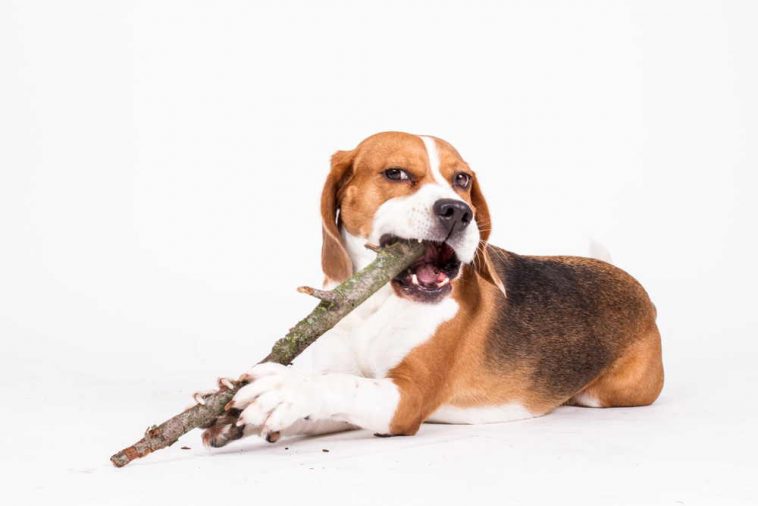 Why Do Dogs Eat Wood?