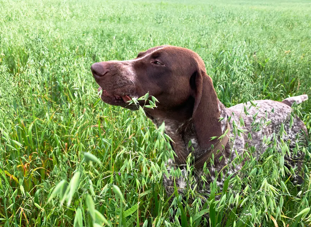 Can Dogs Eat Barley?