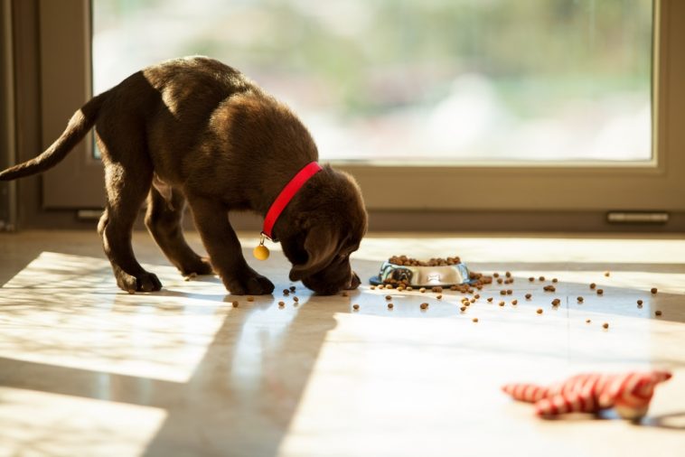 Best Dog Food To Gain Weight