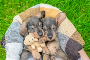 dogs snuggling outside