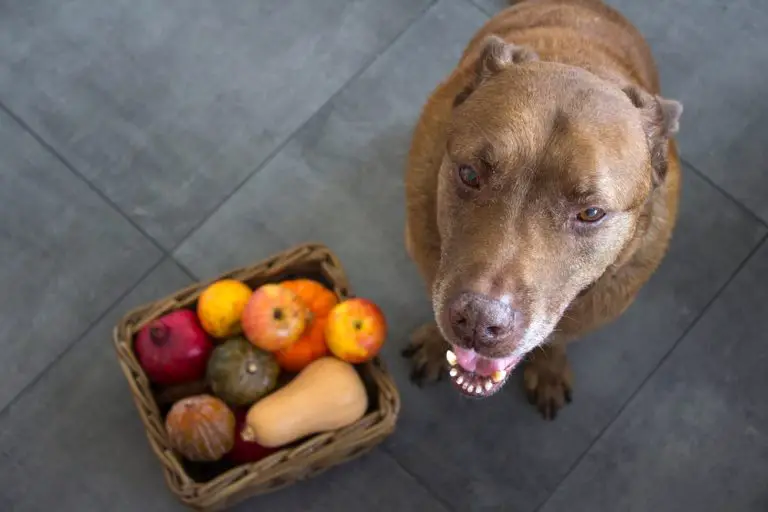 Can Dogs Eat Beets?