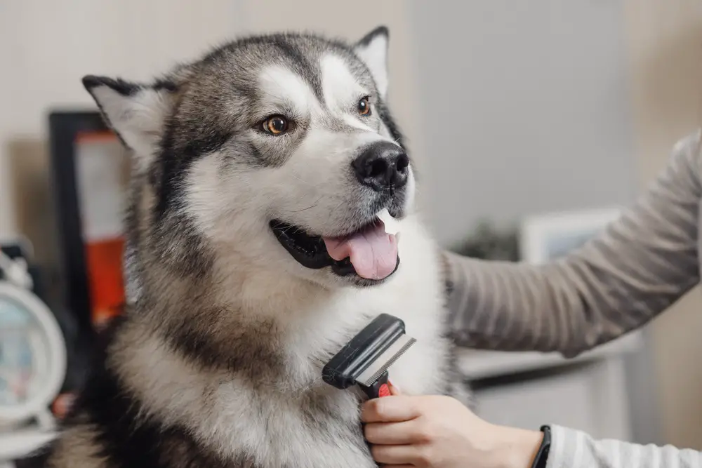 what is the best brush for a husky