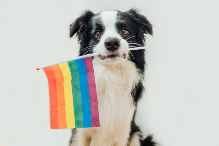 Can Dogs Be Gay?