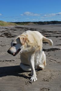 big white funny labrador