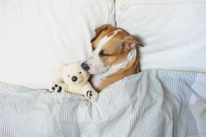 dog snuggling toy