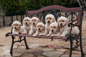 white puppies on bench