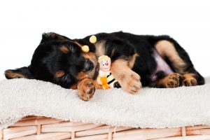 sleeping brown puppy