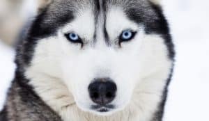 husky dog