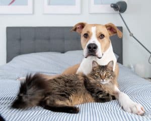 dog and cat