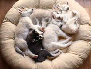 husky in dog bed