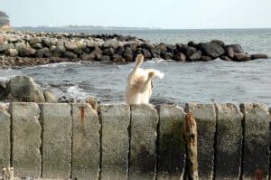 white dog jumping fence