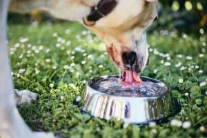 dog drinking water