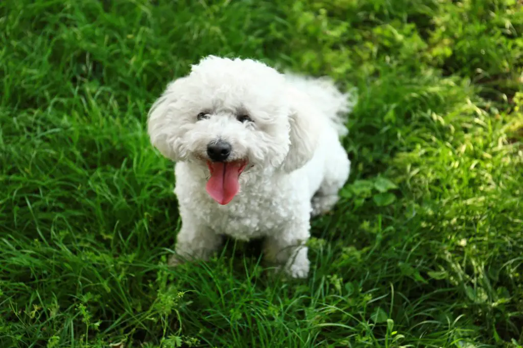 dog with tongue out