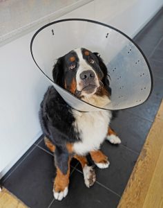 dog with cone