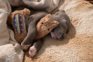 puppy sleeping with toy