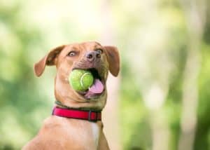 dog with tennis ball