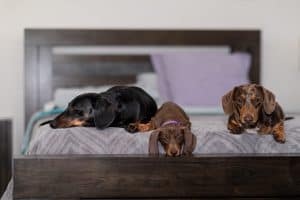 three dogs on bed