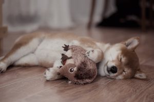 sleeping shiba inu