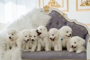 seven white puppies
