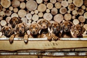 dogs in front of logs