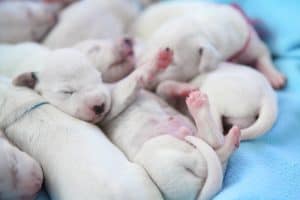 newborn puppies sleeping